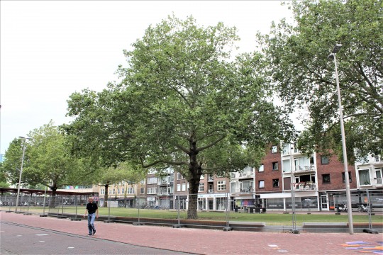 Looierstraat, Arnhem